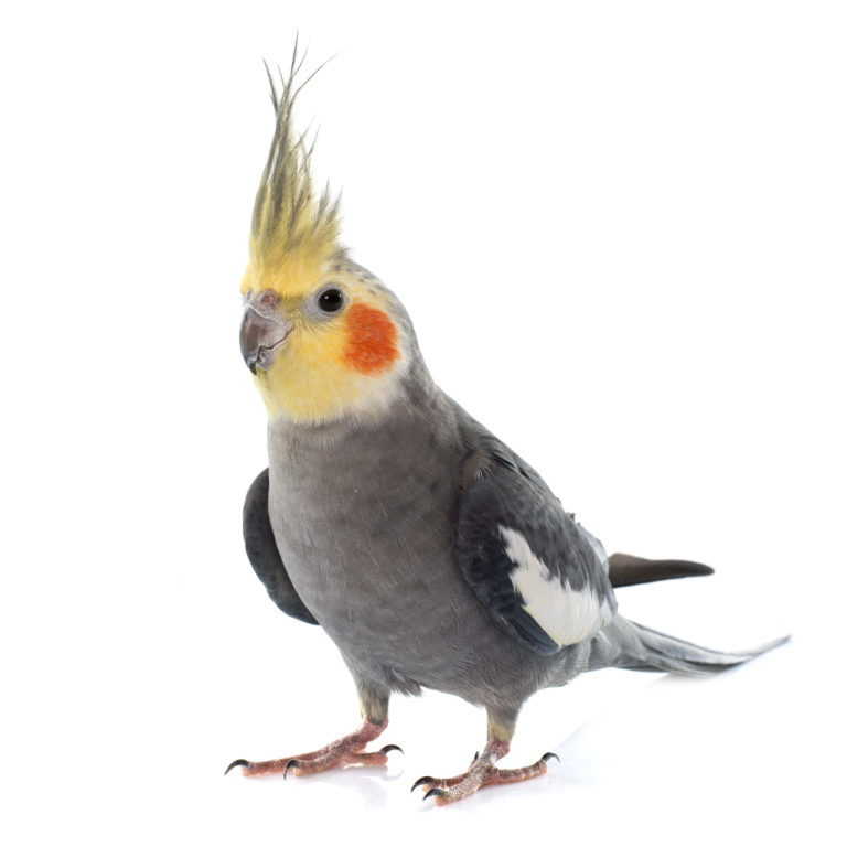 Nimfapapagáj